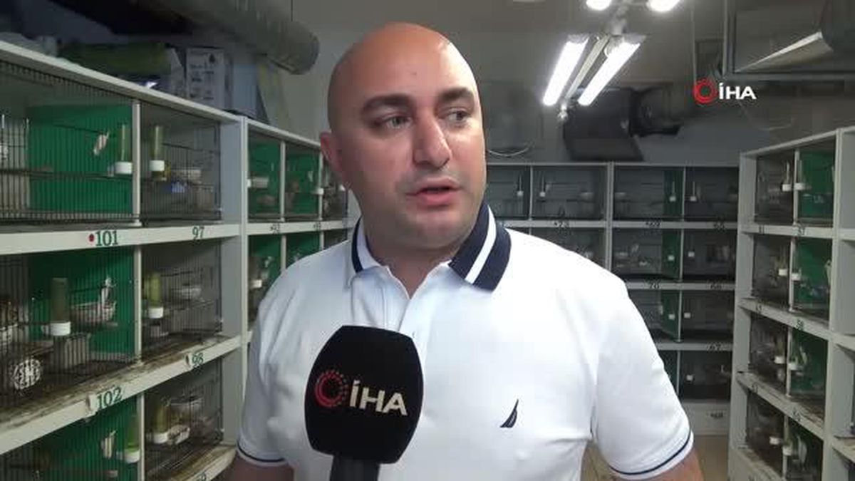 En iyi Yorkshire Kanaryaları Edremit'te yetişiyor