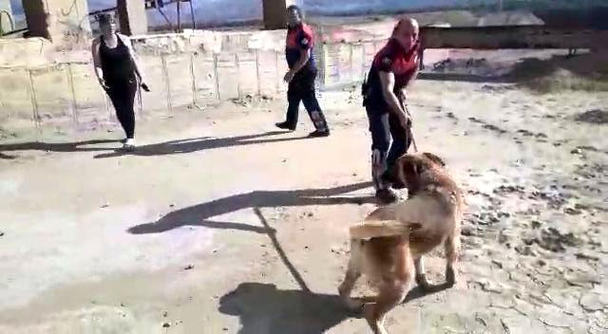 Son dakika haber! Erzincan'da boş havuza düşen köpek, itfaiye ekiplerince kurtarıldı