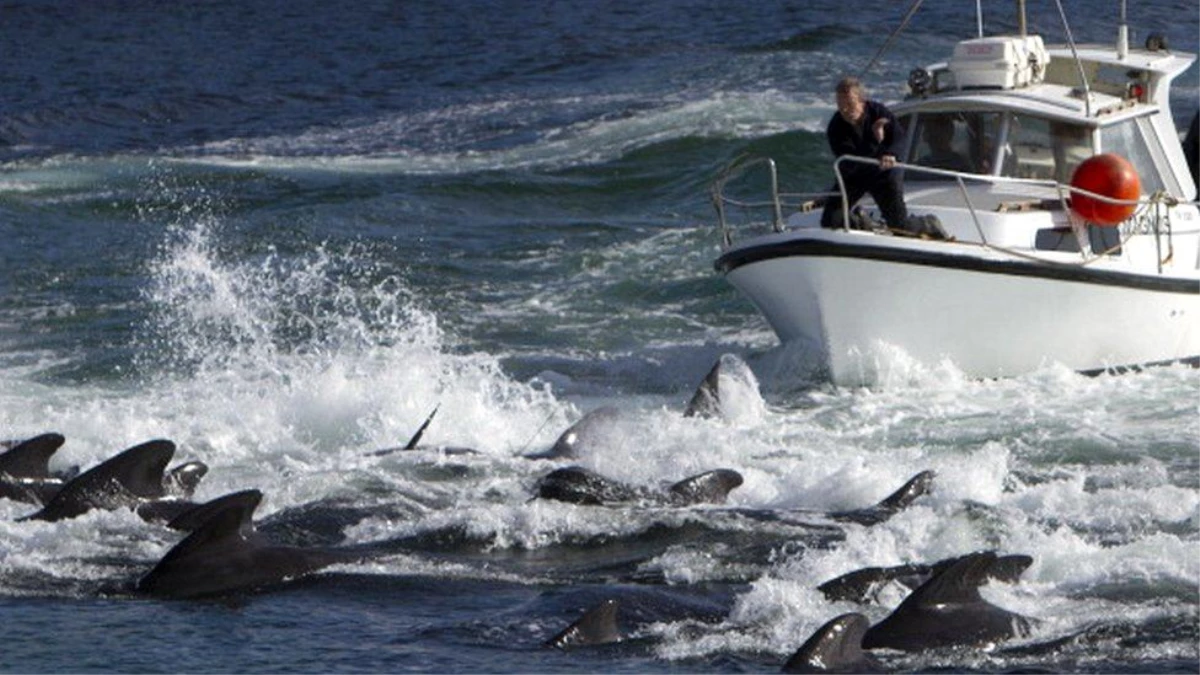Danimarka\'ya bağlı Faroe Adaları\'nda geleneksel avda öldürülecek yunusların sayısı 500\'le sınırlandırıldı