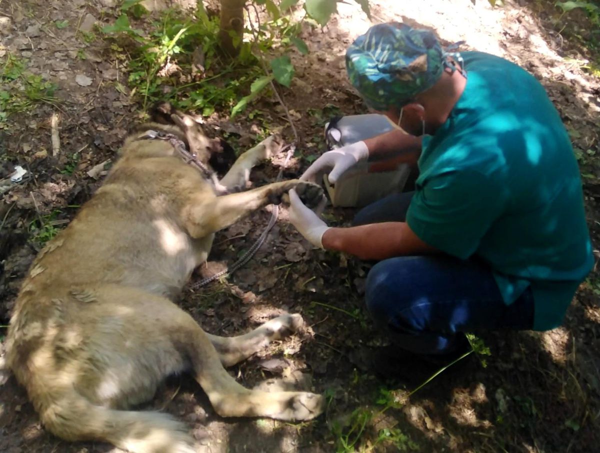 Hakkari\'de bir haftada 2 köpeği yılan ısırdı