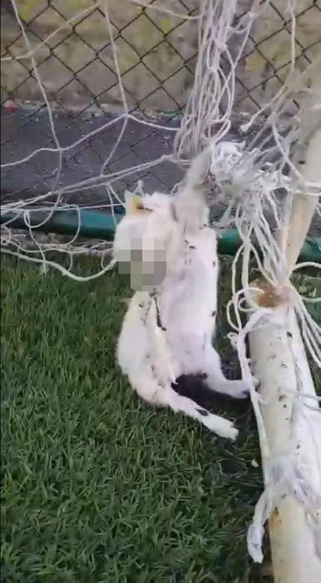 Futbol oynamaya giden gençler, kale ağlarına asılı iki kedi ölüsüyle karşılaştı Futbol oynamaya giden gençler, kale ağlarına asılı iki kedi ölüsüyle karşılaştı