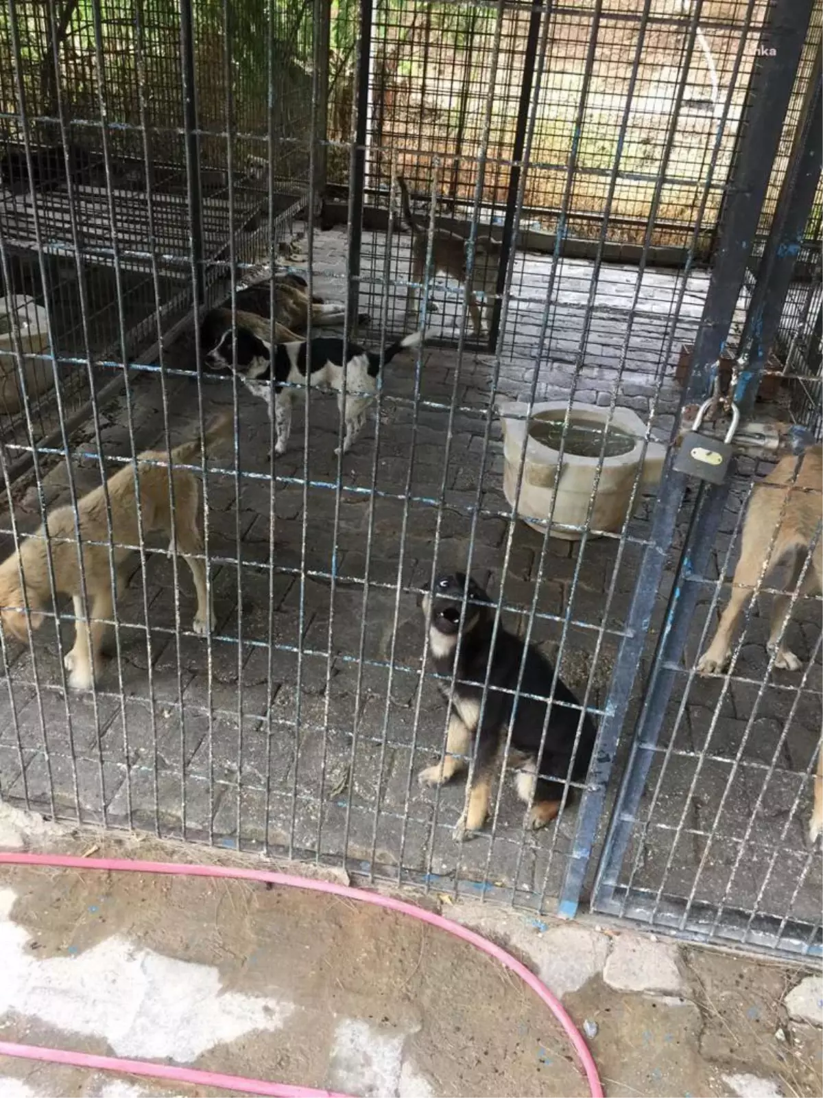 Son Dakika | İzmir Barosu, Bayındır Belediyesi Bakımevi\'ne Alınan Yüzlerce Köpeğin İlaç Enjekte Edilerek Öldürüldüğü Yönünde İhbarlar Geldiğini Duyurdu