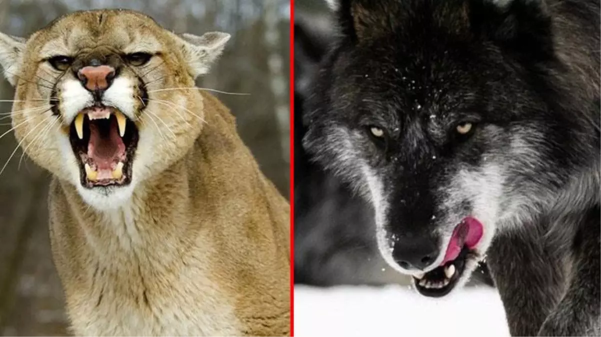 Dağ aslanı kurt kapanına düşerse... Nefes kesen mücadele hayran bıraktı