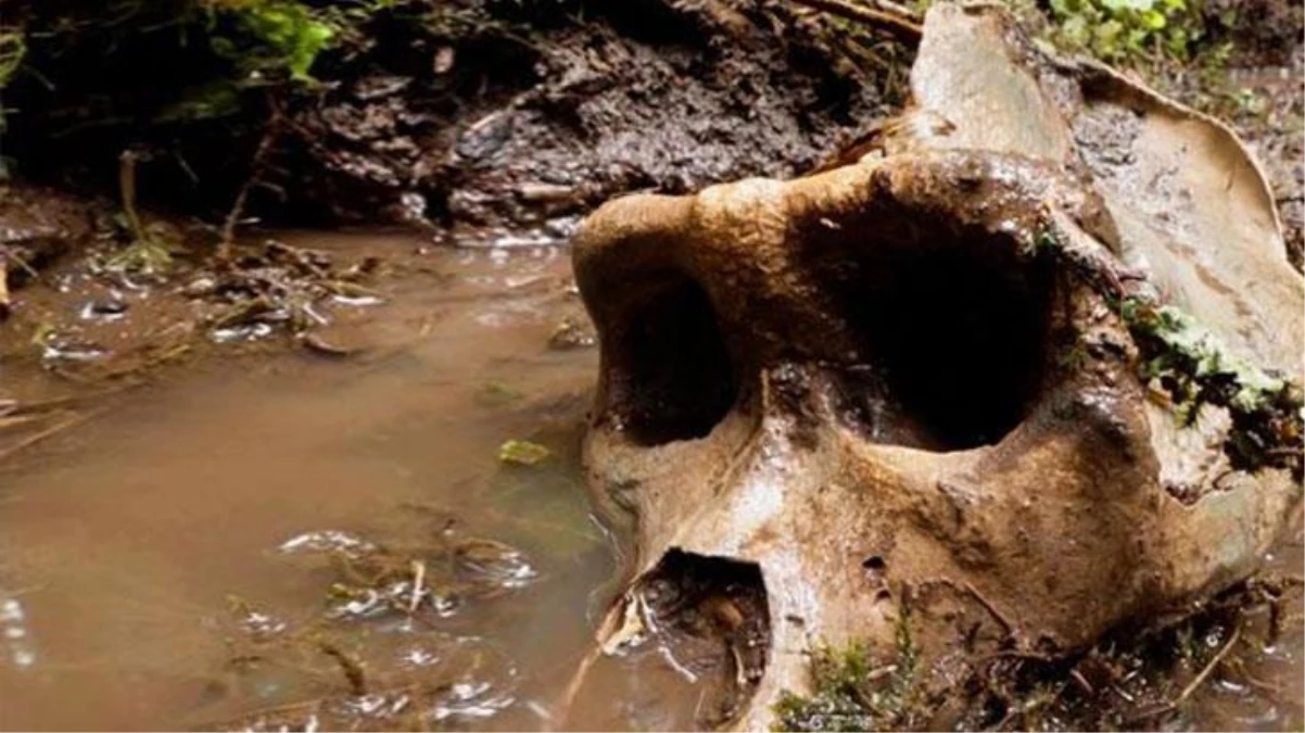 Kuzey Amerika\'da heyecan yaratan keşif: Hangi canlıya ait olduğu bilinmeyen bir kafatası ortaya çıktı