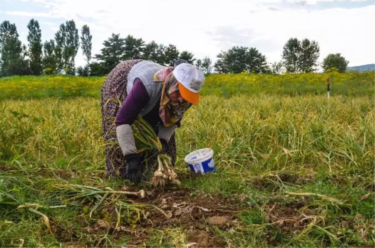 TAŞKÖPRÜ\'DE SARIMSAK HASADI BAŞLADI