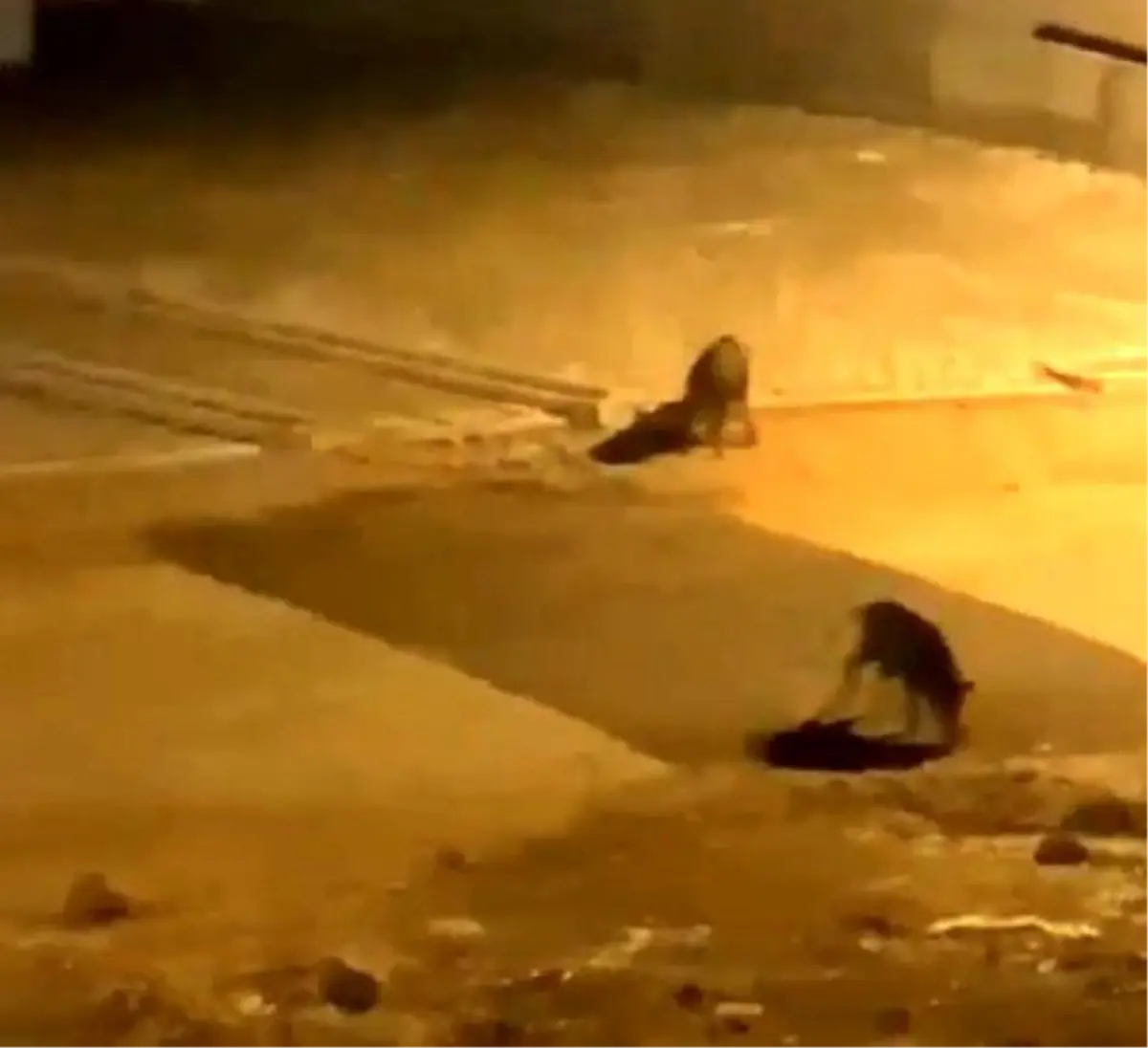 Aç kalan domuz sürüsü şehre indi