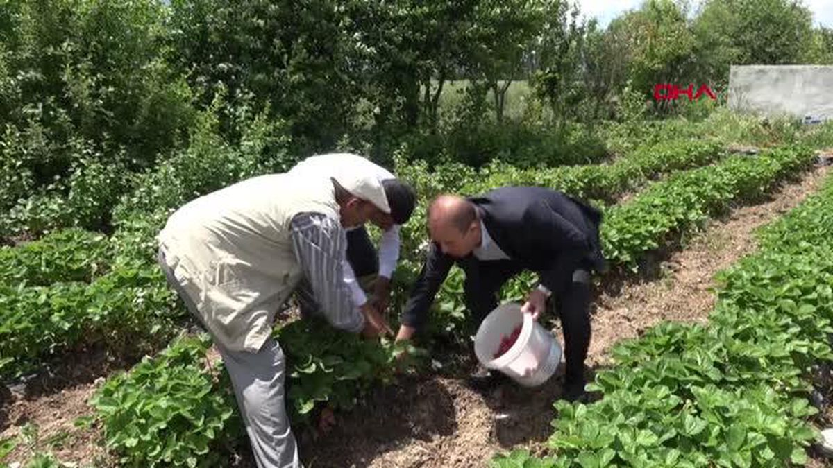 DEVLET DESTEĞİYLE BAŞLADIĞI ÇİLEK ÜRETİMİNDE TALEPLERE YETİŞEMİYOR