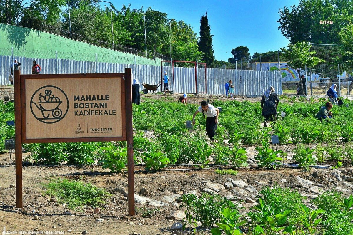 Kadifekale Bostanı'nda Hasat Başladı