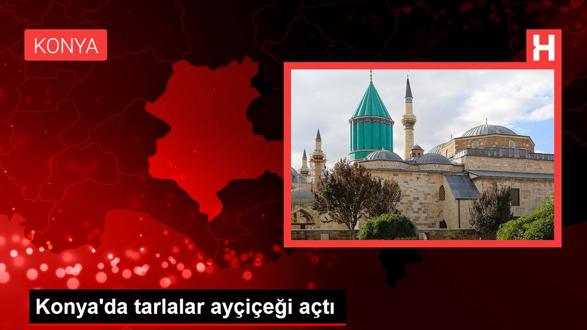 Konya'da tarlalar ayçiçeği açtı