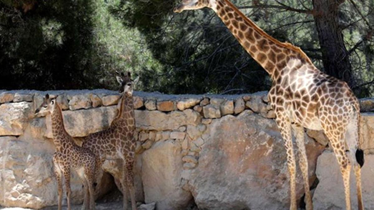 Kudüs\'te Bulunan Hayvanat Bahçesindeki İki Bebek Zürafa Güzel Havanın Keyfini Çıkarıyor