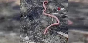 Yılan gören köylülerin gülümseten diyaloğu: 'Piton mu kobra mı'