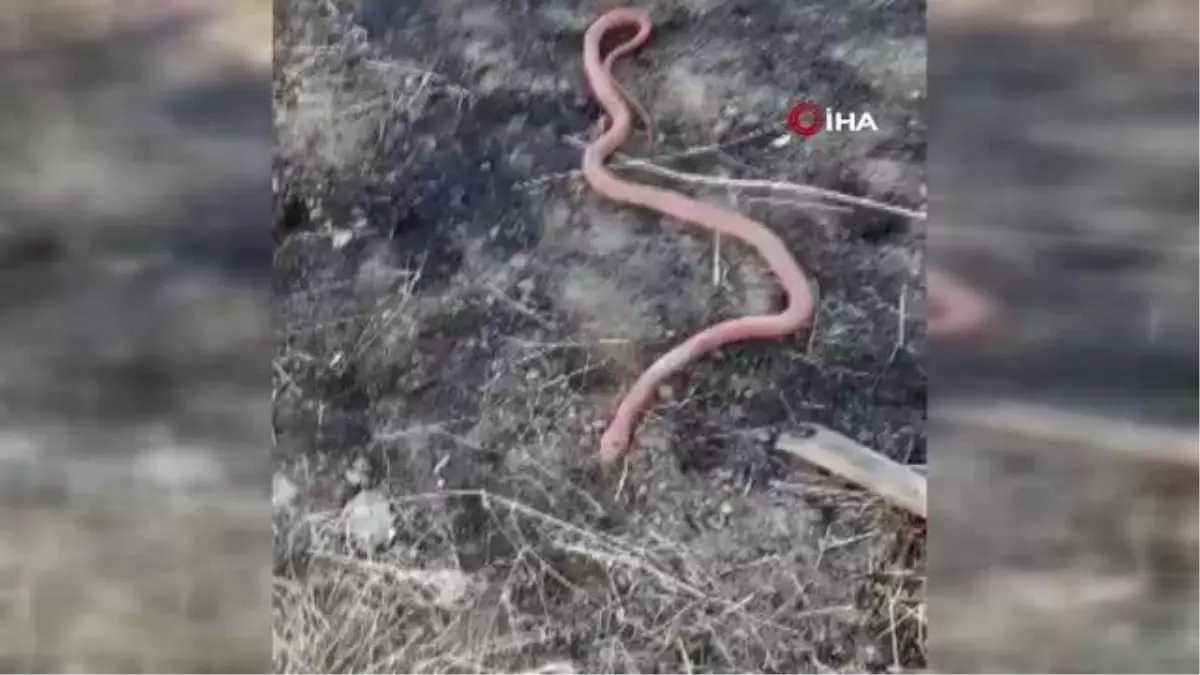Yılan gören köylülerin gülümseten diyaloğu: 'Piton mu kobra mı'