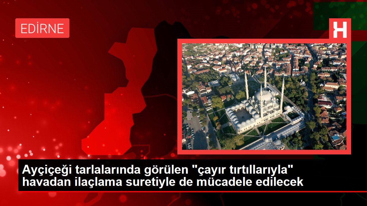 Ayçiçeği tarlalarında görülen 'çayır tırtıllarıyla' havadan ilaçlama suretiyle de mücadele edilecek