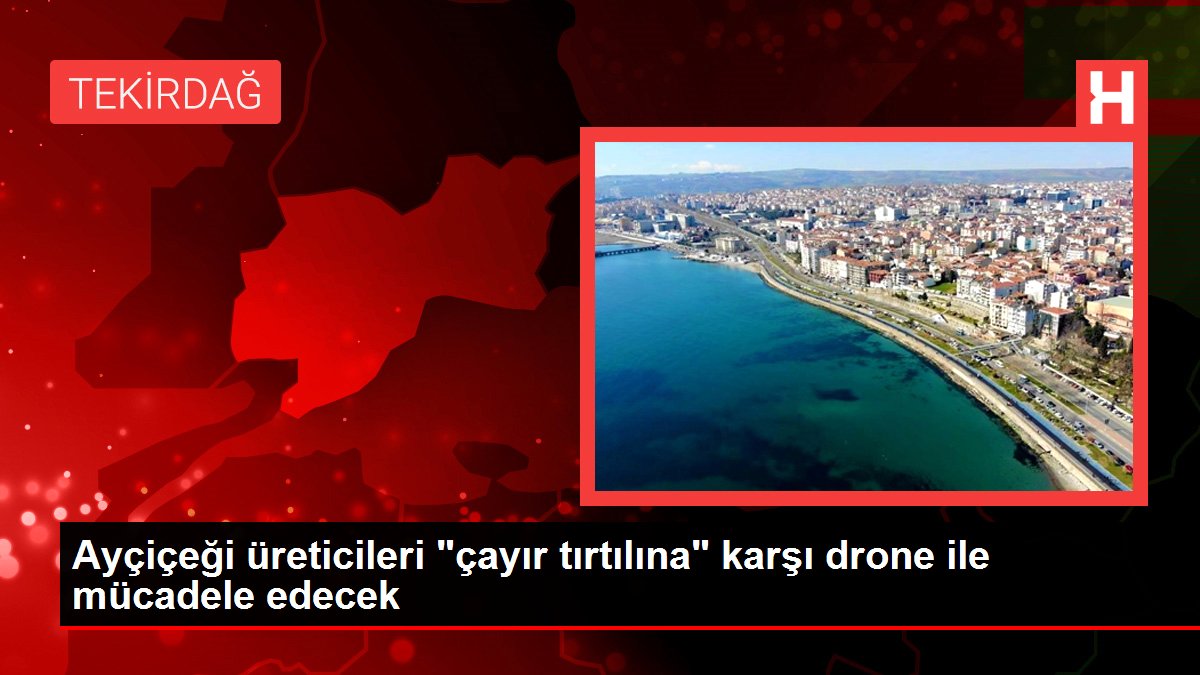 Ayçiçeği üreticileri 'çayır tırtılına' karşı drone ile mücadele edecek