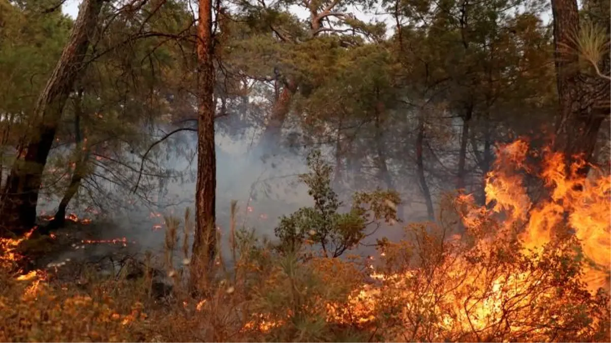 Bakan Kirişçi, Datça'da çıkan yangınla ilgili konuştu: İlk tespitlere göre elektrik trafosundan çıktı