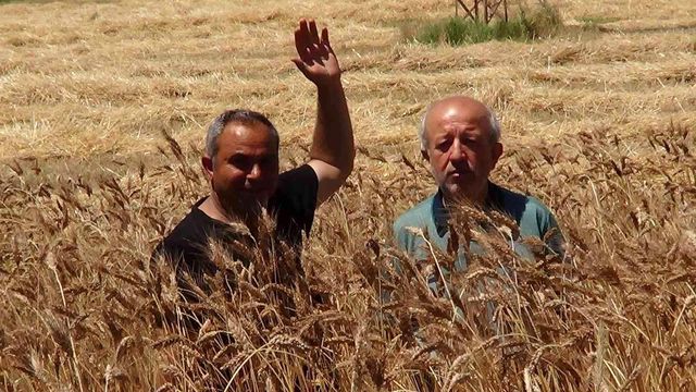 Bu buğday başka bir buğday Bu buğday başka bir buğday