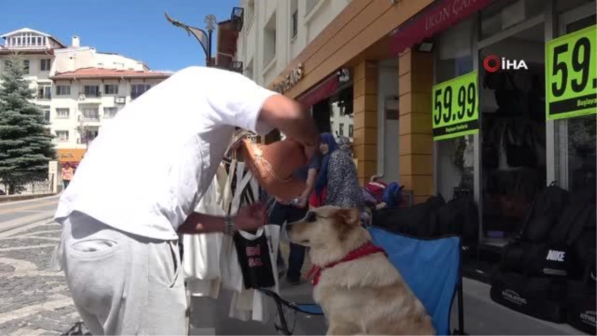 Bu köpek, sokak hayvanlarına mama parası topluyor