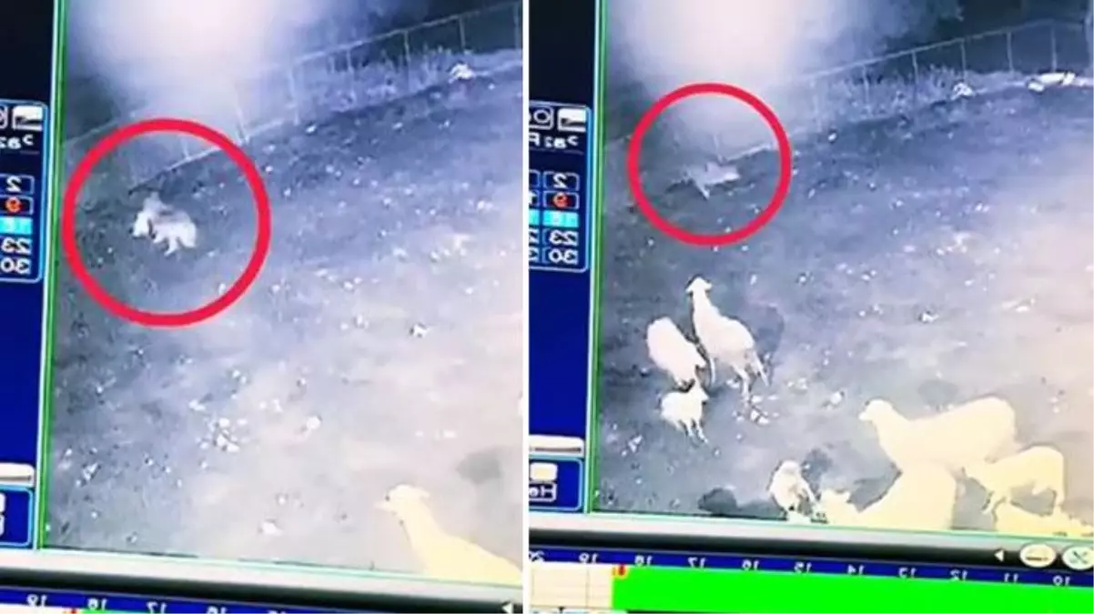 Ağıla dalan kurt, koyun sürüsünün içinden koca kuzuyu alıp kayıplara karıştı! O anlar güvenlik kamerasına yansıdı