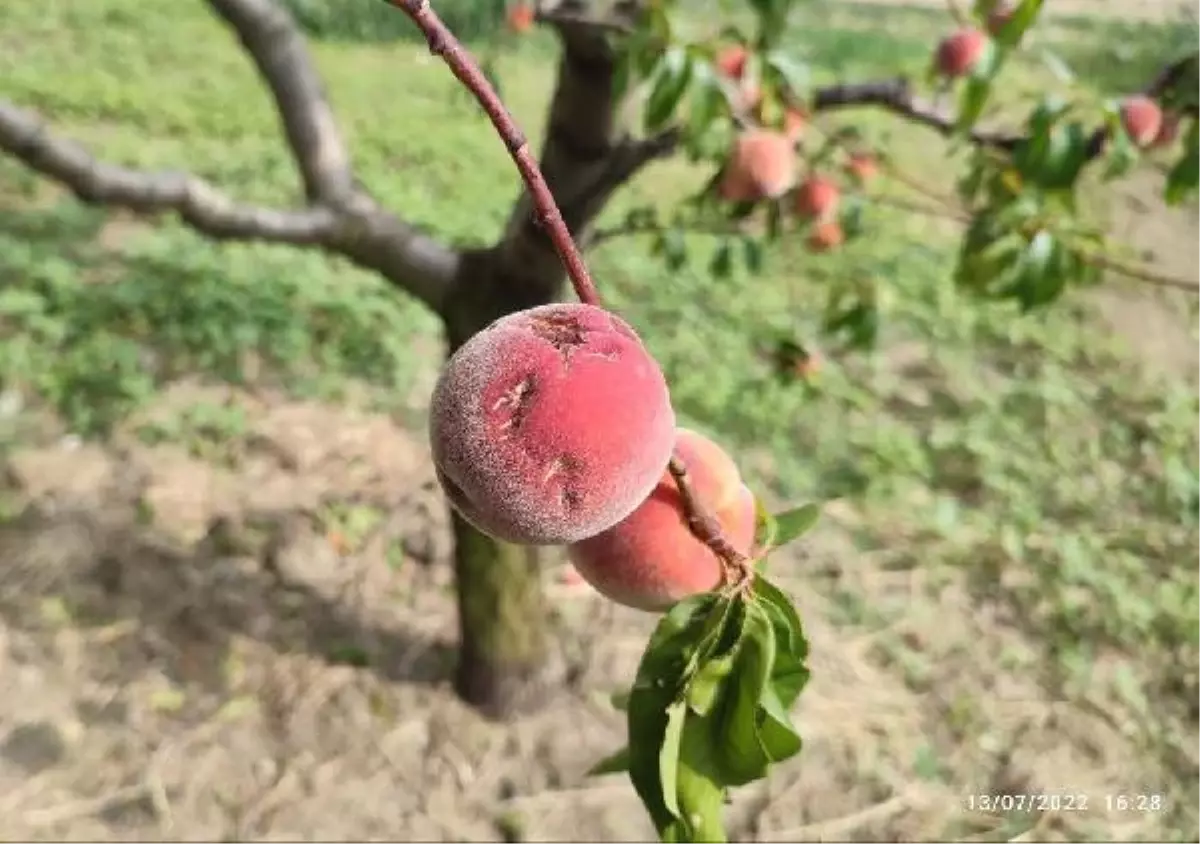 İNEGÖLLÜ ÇİFTÇİYİ DOLU VURDU; ZARAR 20 MİLYON TL