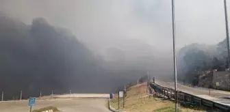 Son dakika haberi! İzmir Bergama'da makilik yangını (3)