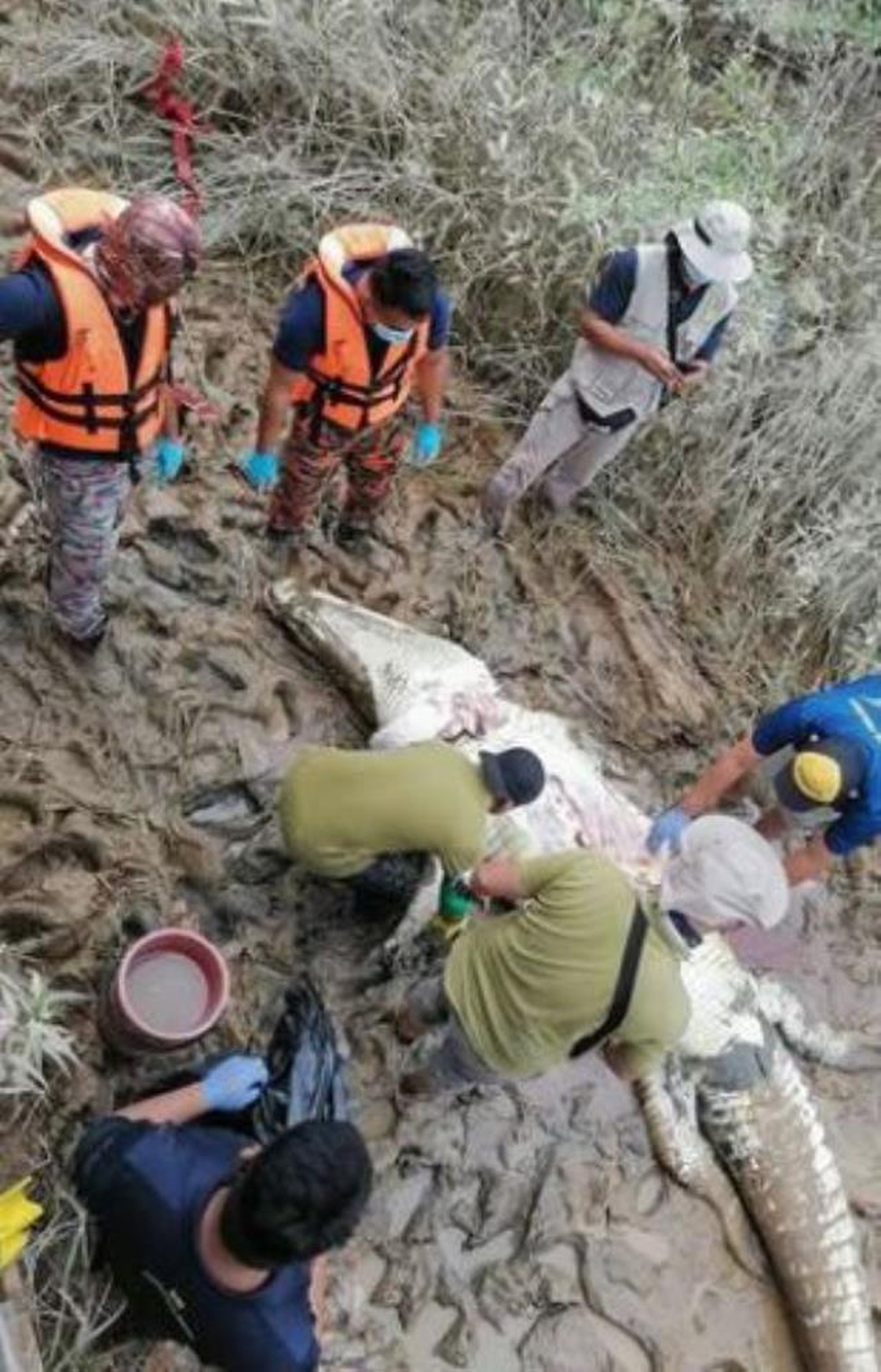 Malezya\'da korkunç olay! Nehirden fırlayıp genci yutan timsahın midesi açıldı, ceset kalıntılarını gören acılı teyze gözyaşlarına boğuldu
