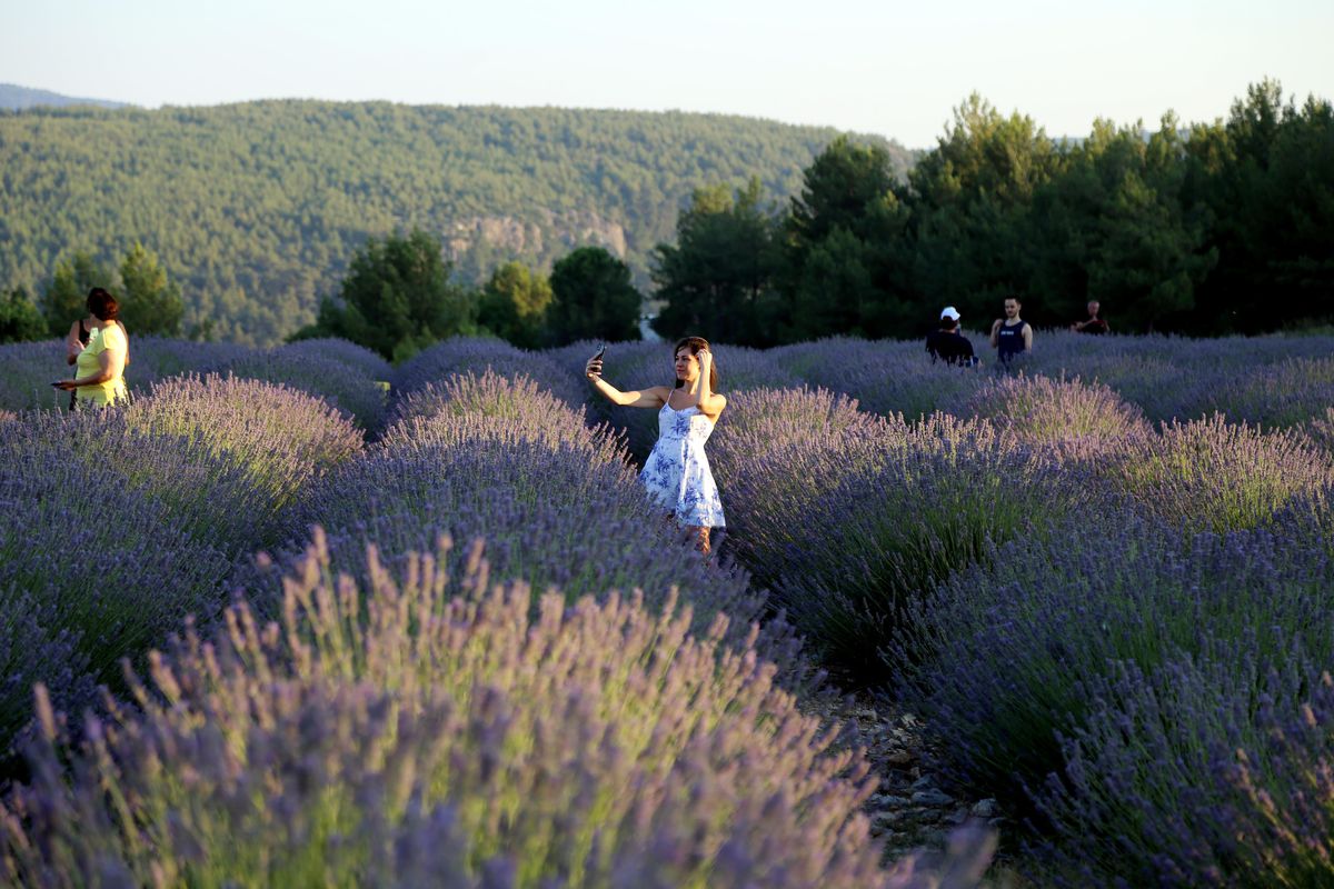 Mor tarlalar ziyaretçilerini ağırlıyor