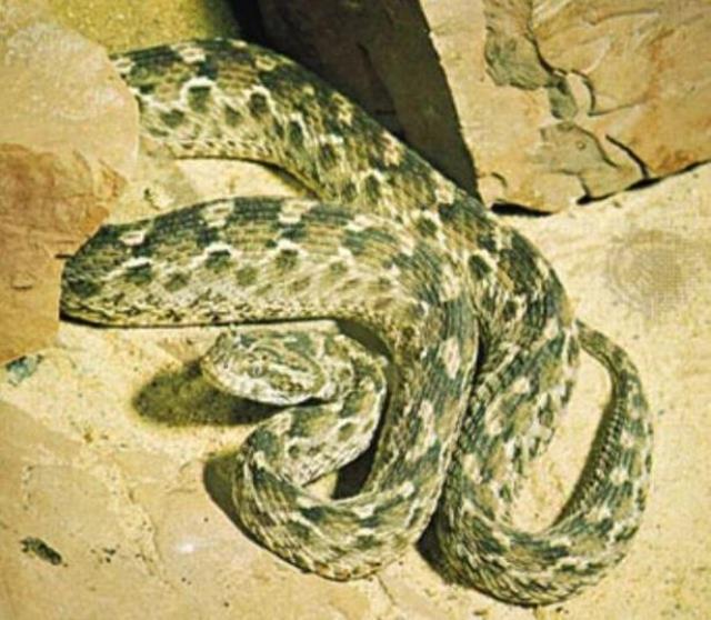 Torunları Türkiye'de yaşayan dünyanın en zehirli yılanı yuvasından çıktı Torunları Türkiye'de yaşayan dünyanın en zehirli yılanı yuvasından çıktı