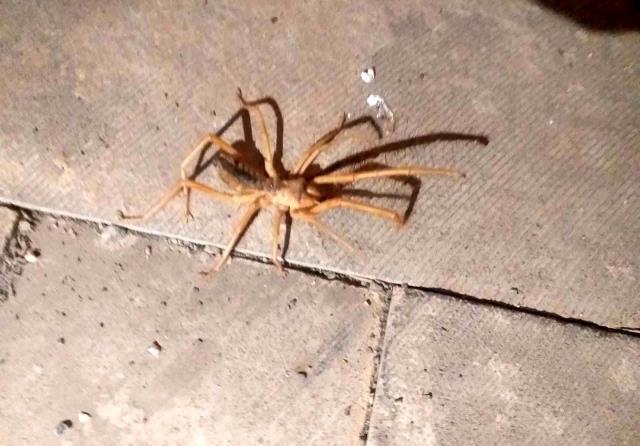 1 metreye kadar zıplayıp, koca bir et parçası koparıyor! Adıyaman'da zehirli sarıkız paniği