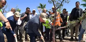 251 kahramanın adına 251 zeytin fidanı dikildi