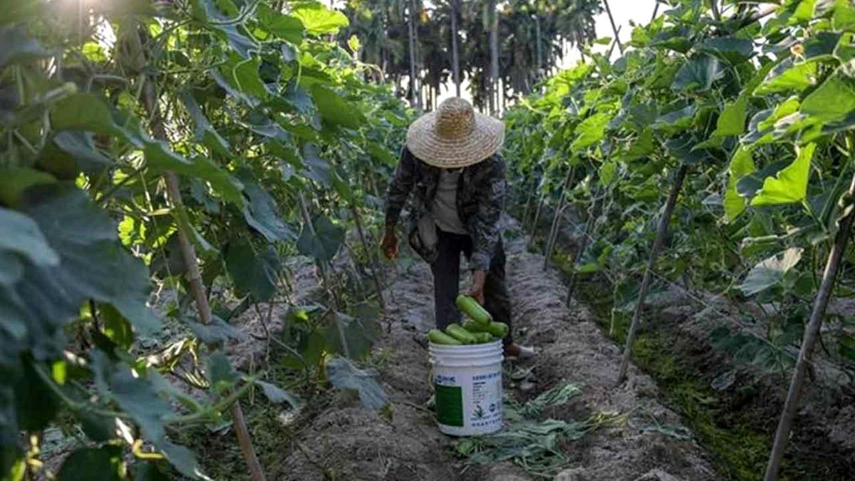 Çin, Hainan'da Uluslararası Tarımsal Islah Merkezi Kuracak