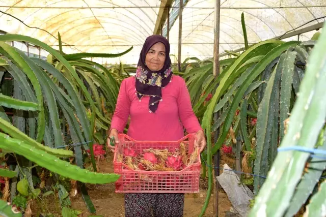 Ejder meyvesinde hasat başladı! Kilosu 100 TL'den satılıyor, otel ve marketlerden talep çok