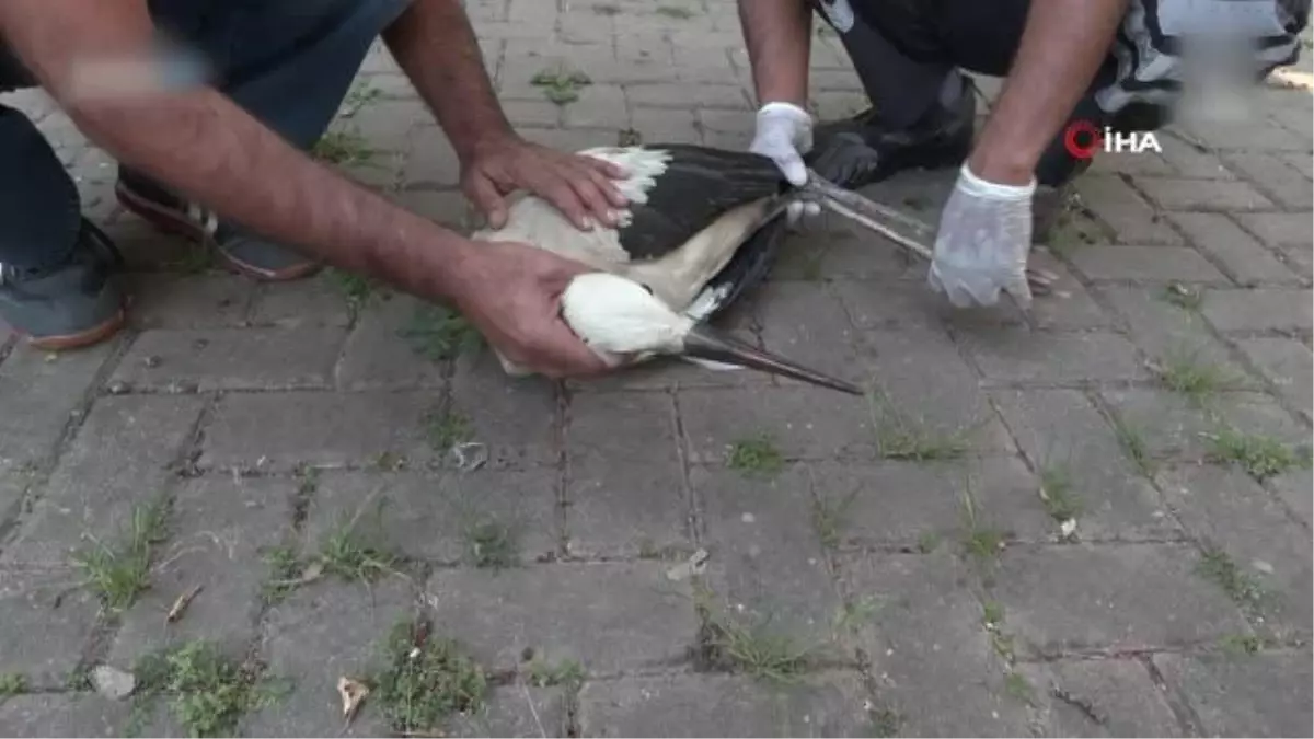 Yaralı leyleğe Büyükşehir şefkati