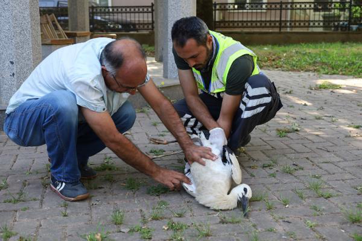 Yuvasından cami avlusuna düşen yavru leylek tedaviye alındı