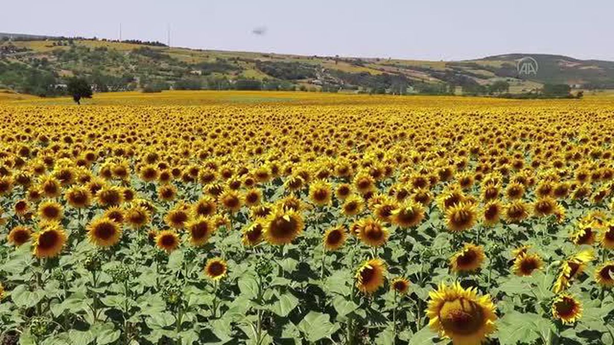Ayçiçeği tarlalarında 'çayır tırtılına' karşı dron ile ilaçlama yapılıyor