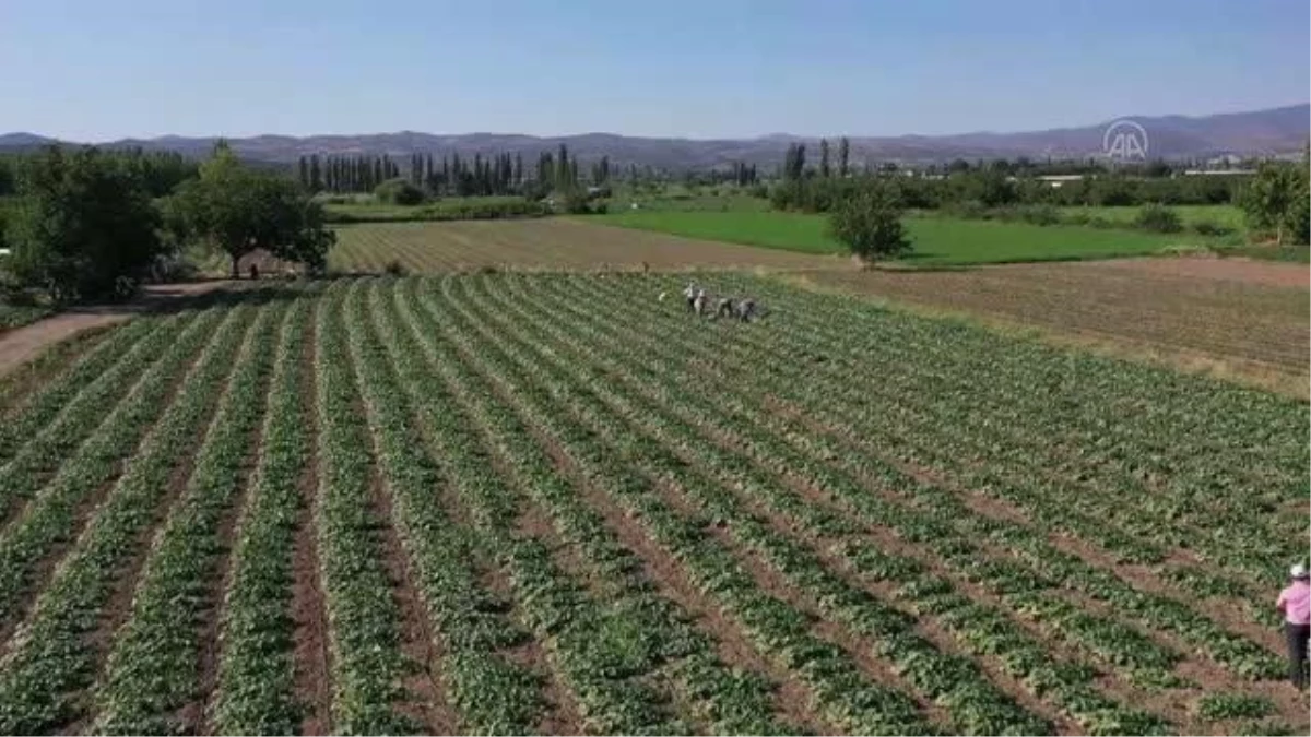 BALIKESİR - Üretim alanı artan "Sındırgı kornişonu"nda hasat başladı