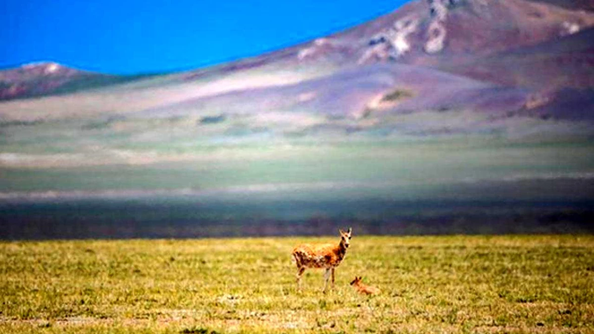 Çin\'in Qiangtang Ulusal Doğa Koruma Alanı\'nda Yaşayan Tibet Antilopları
