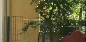 Köpeğin kulübesine giren kedi neye uğradığını şaşırdı