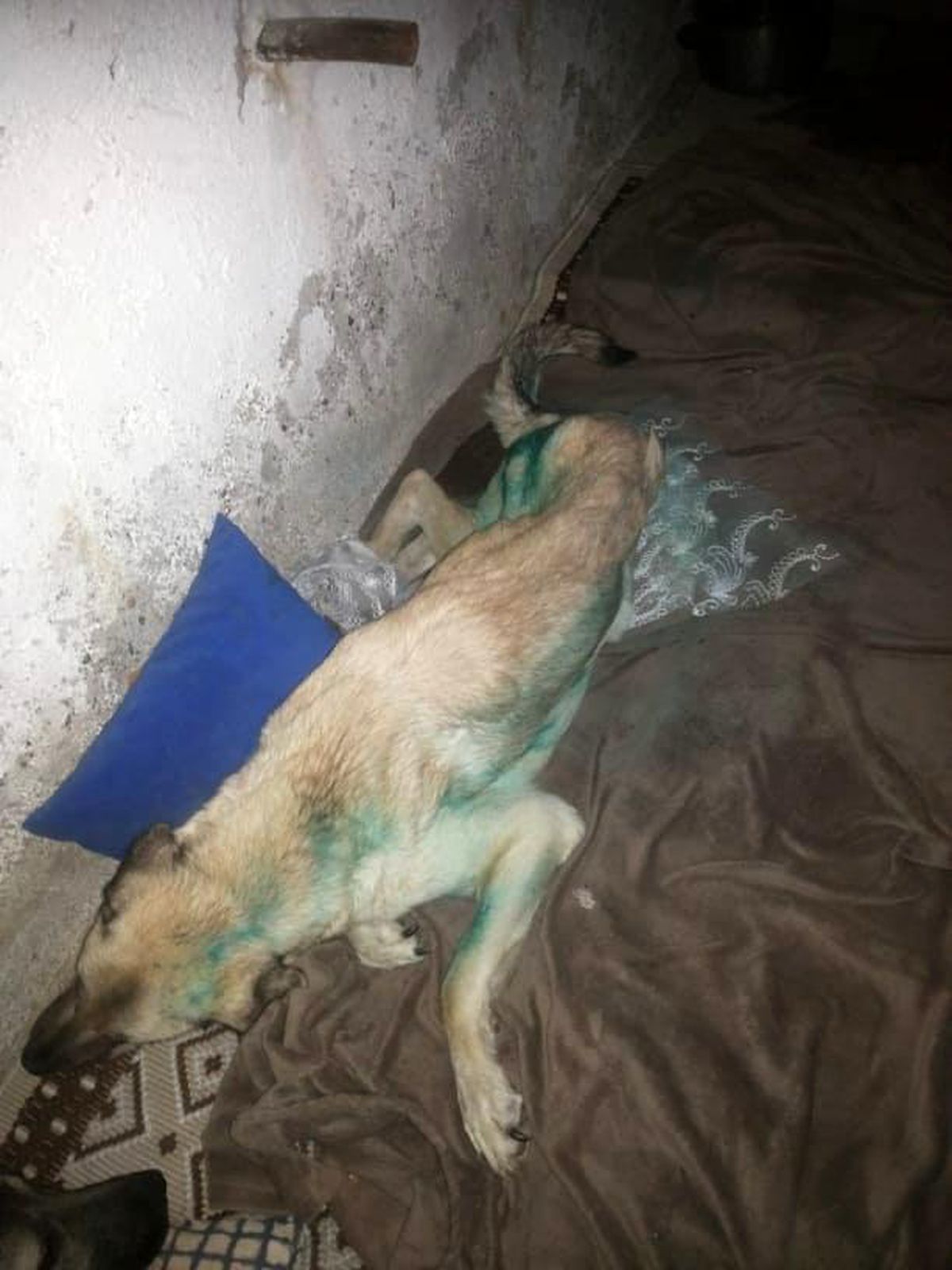 Son dakika haberleri: Ölüme terk edilen köpeğe Tepebaşı sahip çıktı