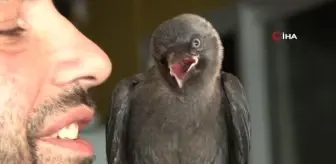 Otopark işletmecisinin karga ile dostluğu görenleri şaşırtıyor