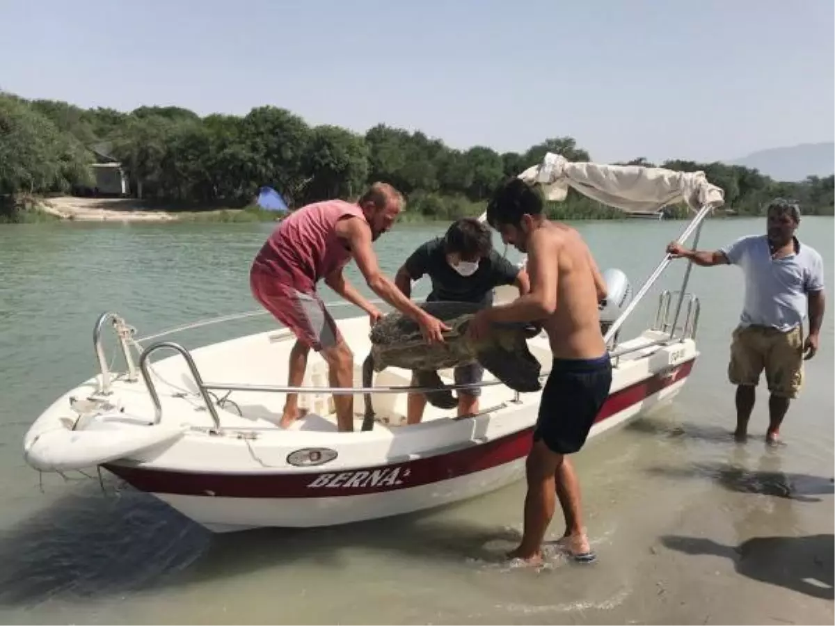 Son dakika haber: Plastik atıklar caretta carettaları öldürüyor