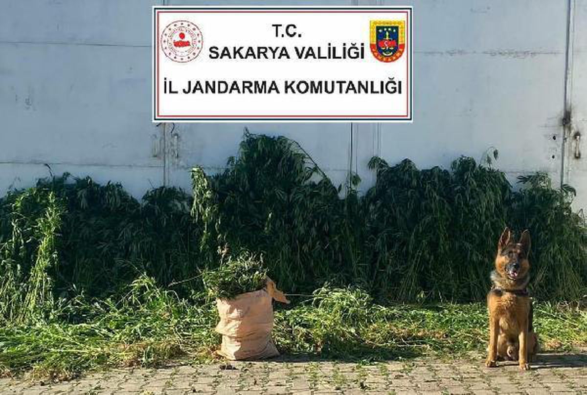 Sakarya\'da 10 bin 476 kök Hint keneviri ele geçirildi