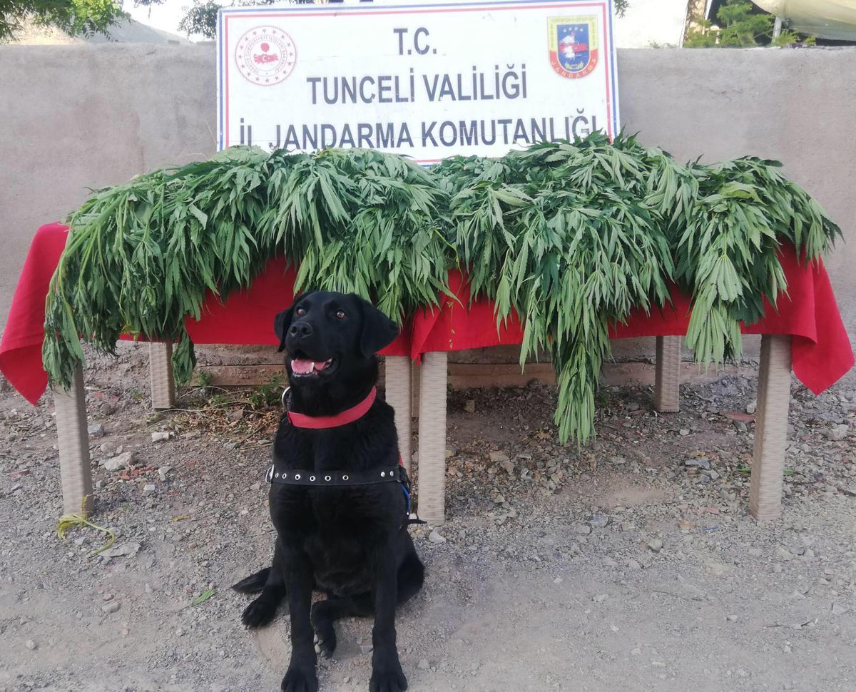 Son dakika haberleri | Tunceli\'de evinin bahçesinde Hint keneviri yetiştiren kişi gözaltına alındı