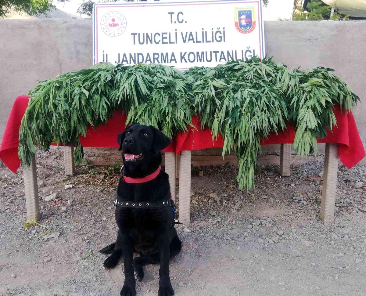Son dakika haber | Tunceli\'de uyuşturucu operasyonu