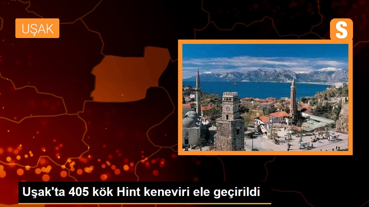 Uşak\'ta 405 kök Hint keneviri ele geçirildi
