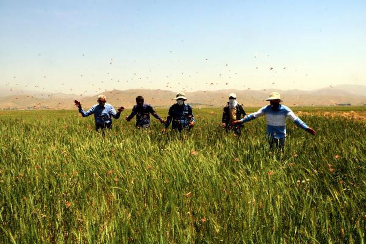 YÜKSEKOVA'DA TARIM ARAZİLERİNDE ÇEKİRGE İSTİLASI