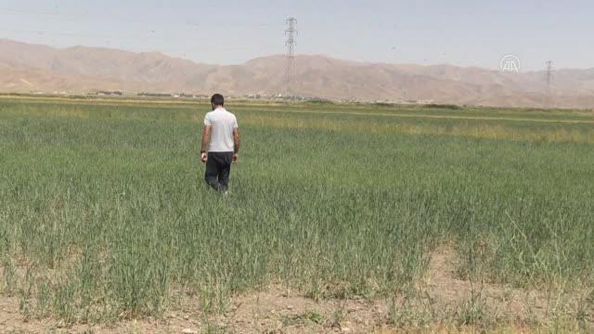 Yüksekova'da tarım arazilerinde çekirge yoğunluğu yaşanıyor