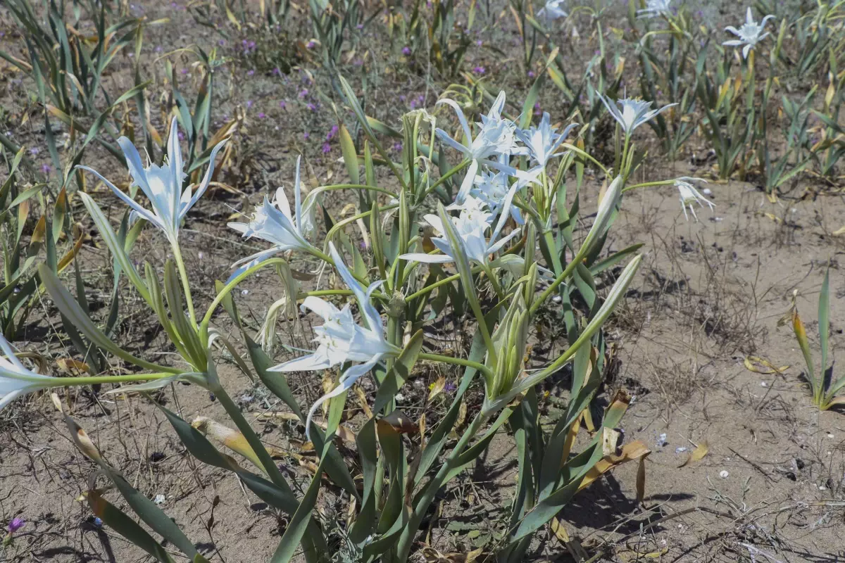 Kum zambakları çiçek açmaya başladı