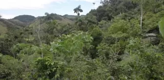 Kolombiya Paujil'de kadınlar, terör ve çatışmaların izini kahve üretimiyle siliyor