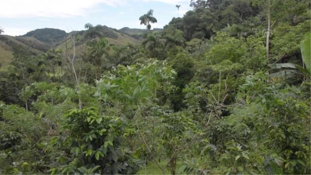 Kolombiya Paujil\'de kadınlar, terör ve çatışmaların izini kahve üretimiyle siliyor