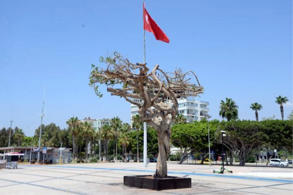 Özgecan Aslan Barış Meydanı\'ndaki yarım asırlık ağacı asit enjekte edip kuruttular